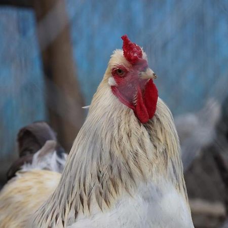 La Granja Vendégház Tétouan Kültér fotó