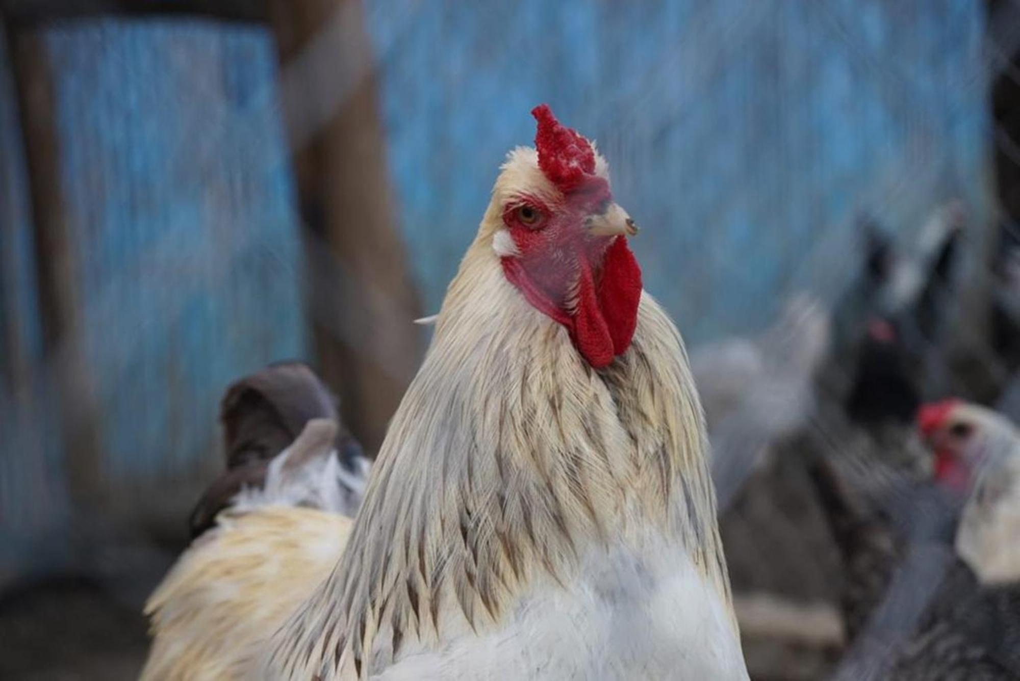 La Granja Vendégház Tétouan Kültér fotó