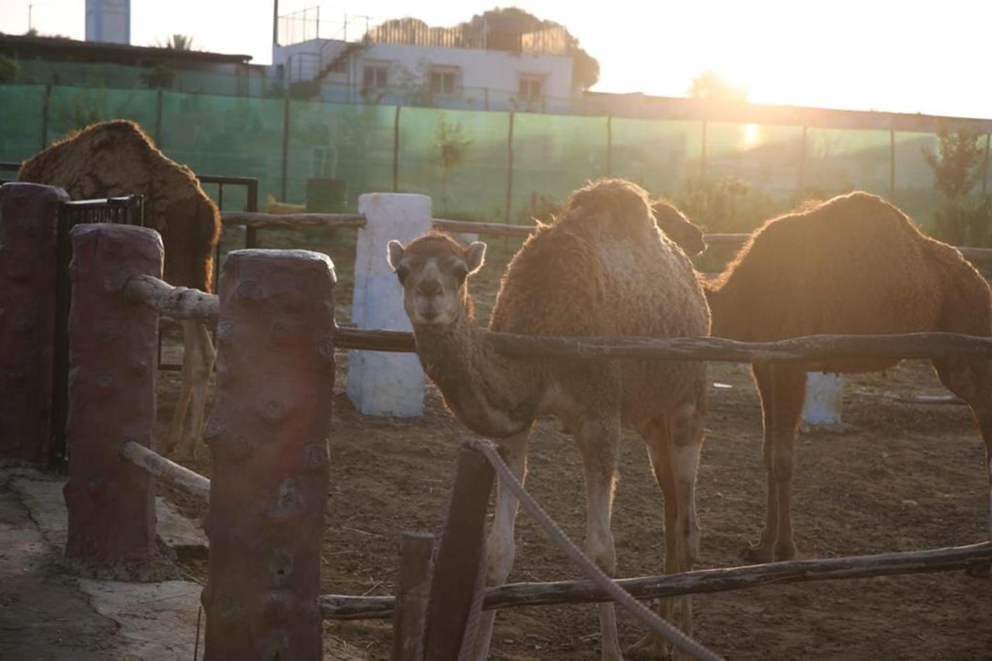 La Granja Vendégház Tétouan Kültér fotó