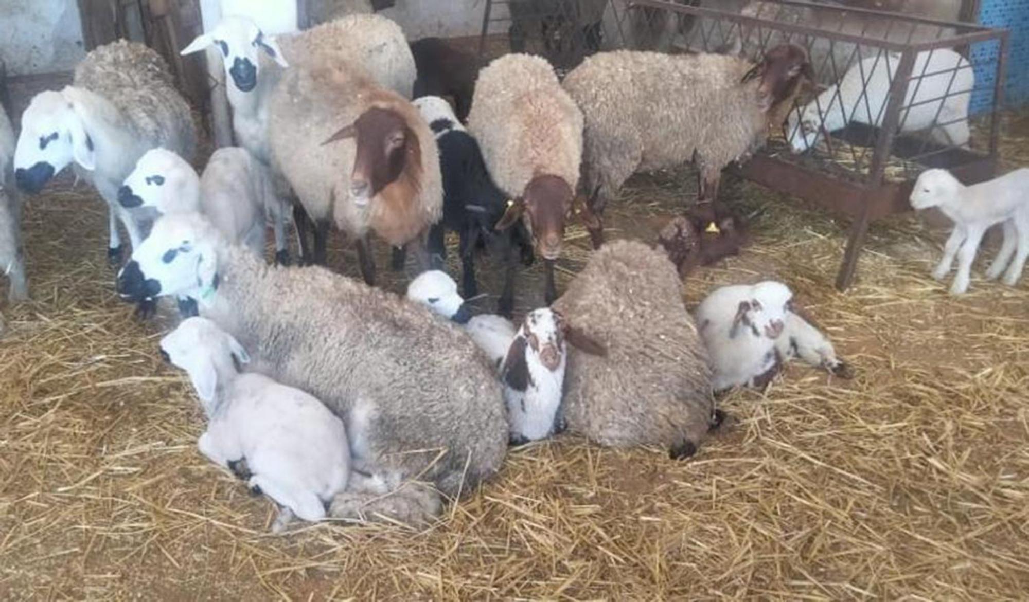 La Granja Vendégház Tétouan Kültér fotó